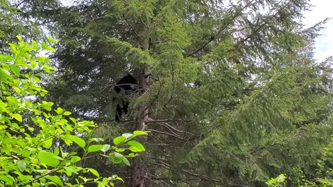 BEAR FALLING OUT OF TREE!