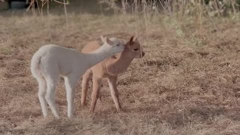 Who needs a dose of cute baby alpacas