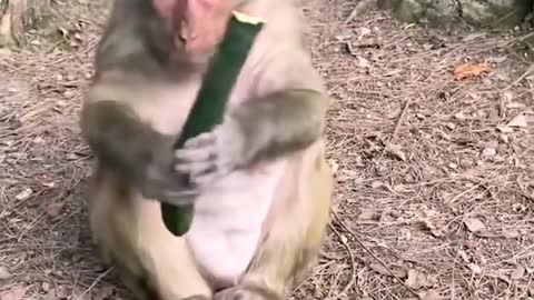 Mama monkey refuses to share the food with the child