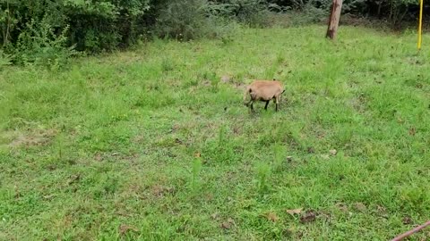 All 11 of our Barbados Blackbelly ewes grazing, 8-27-2021