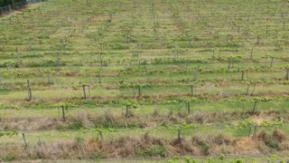 Deep Water Vineyard Flyover