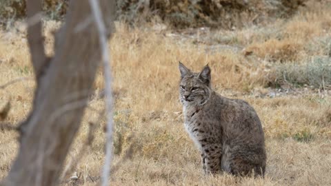 BobCat At Desert Wildlife Refuge......!!!!