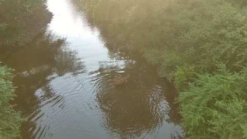 Deer In The Eno