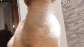 Crazy cat who tries to catch the flies
