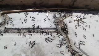 Colony of warts after rain