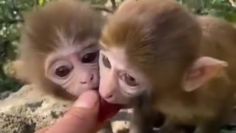 ***must see *** cuts baby animals