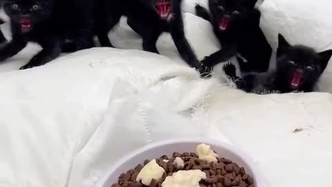 lady feeds crazy feral kittens