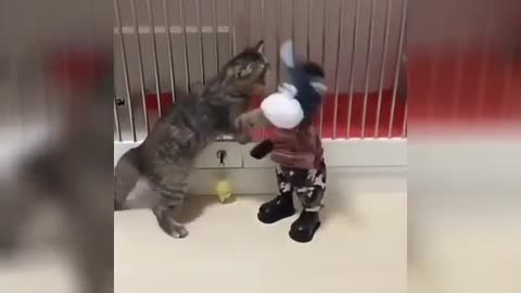 Cat Punching Donkey - Funny Animal Videos 2022