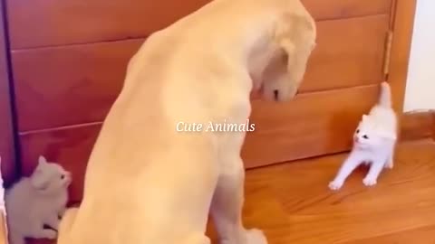 Very funny videos and funny dog videos and funny cat videos 😁😁