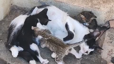A cat takes care of her children
