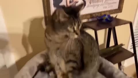 one hour fanniest cat video compilation