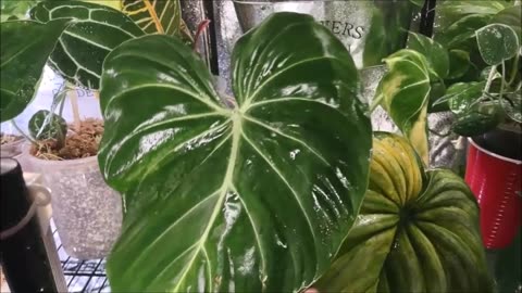 ❤️PLANT THERAPY-WASHING NEW IMPORT PLANTS & IN THE GROW TENT-THE PLANT SERIES❤️