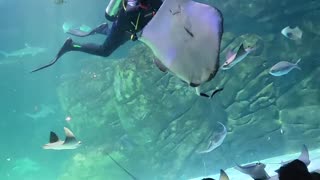 Diving with Stingrays at Ripleys Aquarium Canada