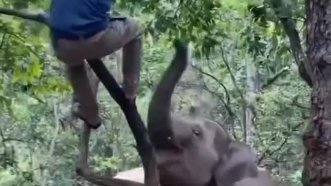 elephant attack on man #shorts #short #animlas #viral