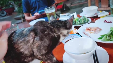 Homeless Cute Kitten Begging Human To Feed Him Squid 2 | Viral Cat