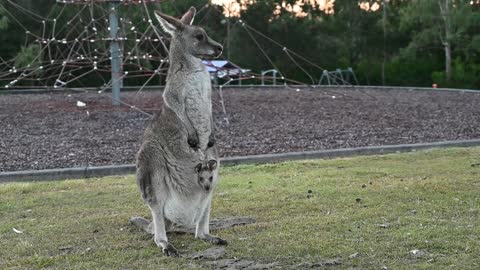 Adorable Joey Pokes Head Out of Mom's Pouch