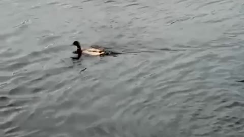 Mallard Duck on the Hudson River.