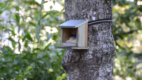 Woodpecker Bird Plumage Eat Feeding Peanuts