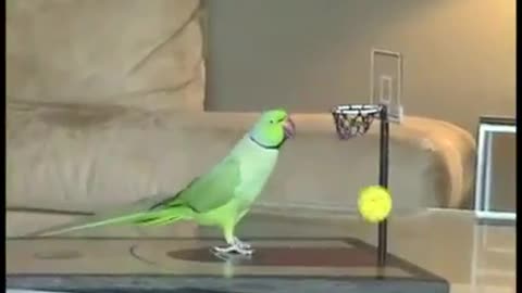 Amazing Bird tricks