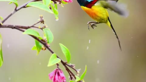 Beautiful birds wildlife nature