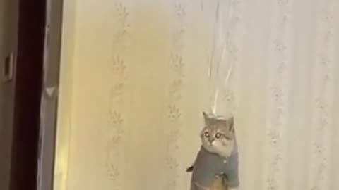 flying cat funny video 😂🤣