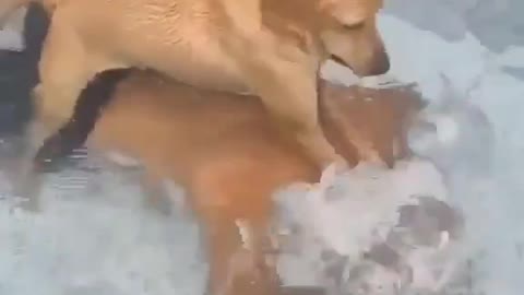 SMART DOG MAN MASSAGE WITH WATER