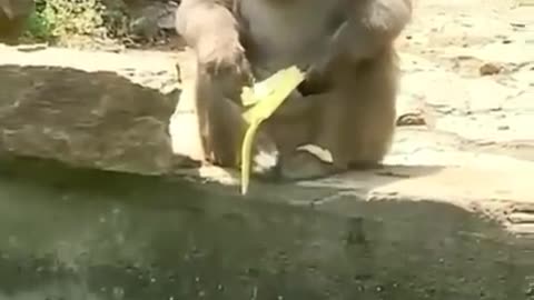 Cute and funny animals moments