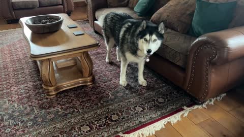 My Husky Won't Give Tour of Holiday Cottage Without Payment!