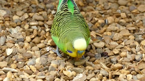 Budgerigar Bird Parrot