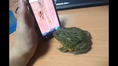 the best gamer frog you'll see today