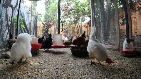 Backyard Chickens Continuous Sounds Noises Hens Roosters!