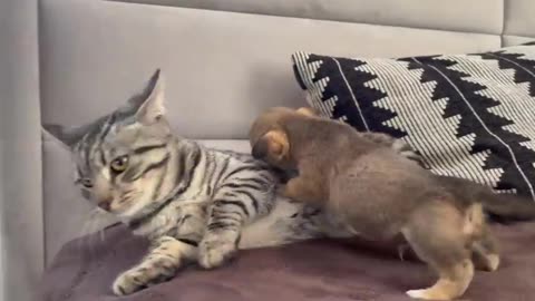 Dog and cat todey funny moments