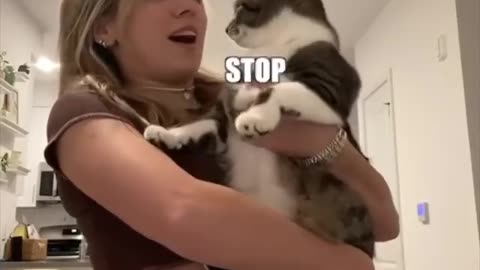 CAT SLAP 👋 🤣🤣