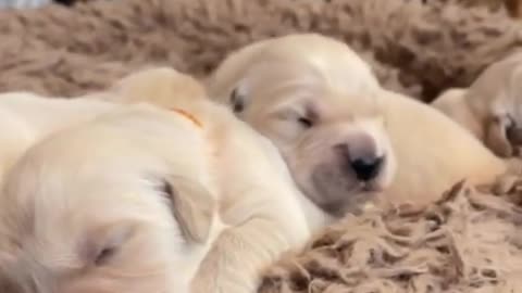 Nothing cuter than sleeping puppies! Golden Retrievers viral video @cutest_golden #rumble #puppy