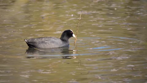 Common Coot Coot Duck Ducks Nature Coots Bird