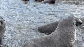 Seal Pups Galore