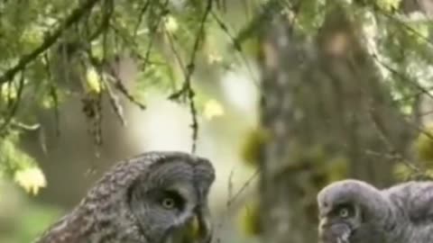 Mother Owl brought a little mouse for her baby to eat. Mom is so great. ,