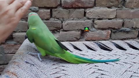 Meet Einstein Amazing Ringneck Talking Parrot--Einstein Gorgeous New Member Of Talking Parrot Family