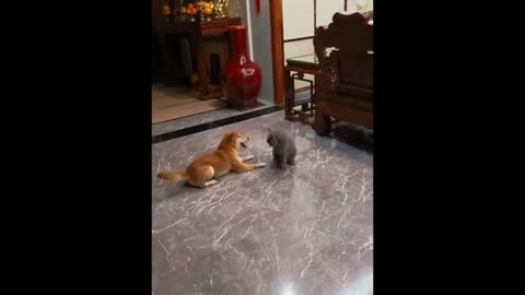Funny cats video