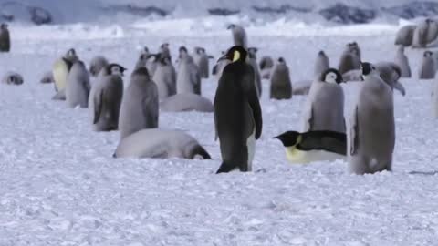 Hungry penguin chicks