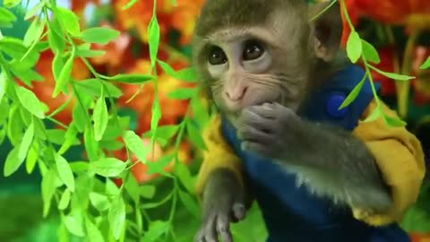 Baby Monkey Chu Chu go fishing and eat fruit with puppies in the garden