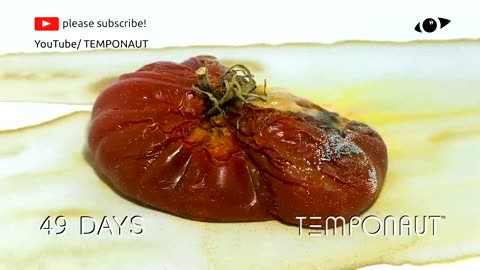 Oxheart Tomato Timelapse