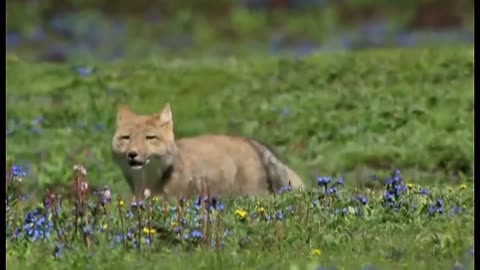 The fox is the most cunning animal in nature
