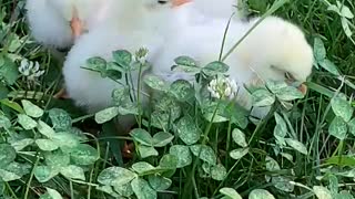 Baby Chicks Jamming in the Clover