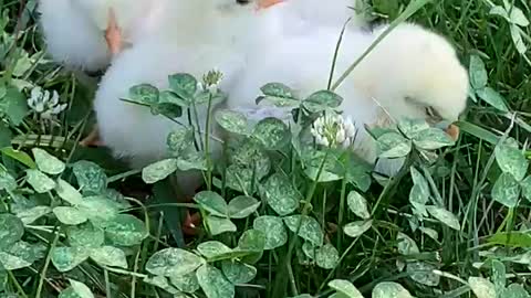 Baby Chicks Jamming in the Clover