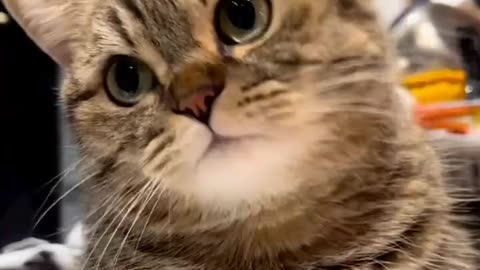 Cute Cat Video That Will Make Your Day | Part 8