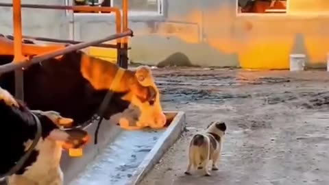 Funny CUTE cats🐈 AND Dogs 🐕 video which make a place in our LIFE