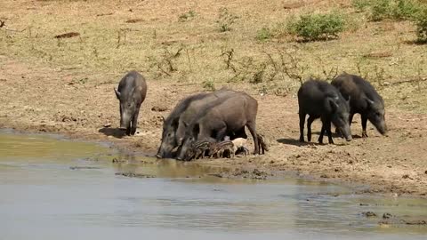 Cute Wild boar babies.