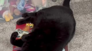 Adopting a Cat from a Shelter Vlog - Cute Precious Piper Uses a Pet Mat for Floor Exercise #shorts