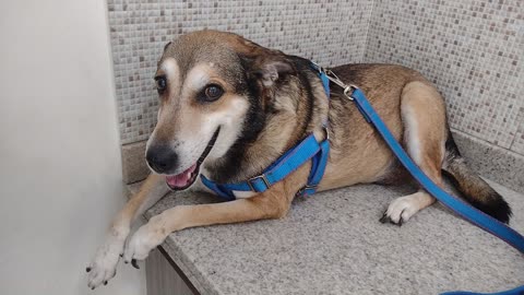 Pensava que ia passear e ele me levou para o veterinario